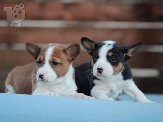 Σκυλιά Basenji